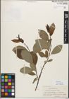 Foto von Salix myrsinifolia Salisb.